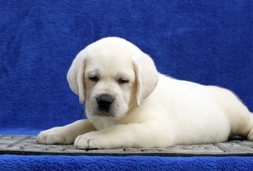 the little yellow labrador puppy sitting on blue background