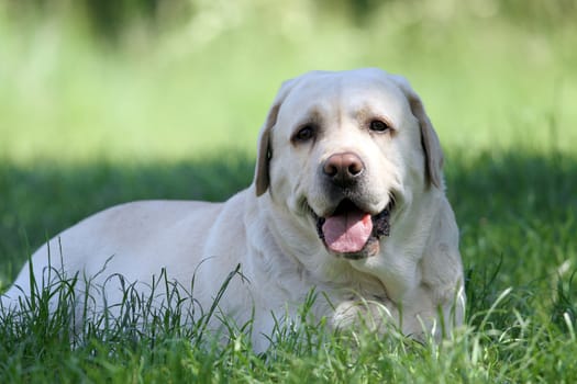 the cute yellow labrador in the park in summer