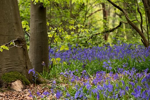 Bluebells in Staffhurst Woods near Oxted Surrey