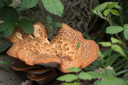 Large Bracket Fungus (Inonotus dryadeus)