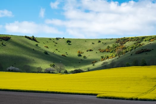 Rapeseed in the Rolling Sussex Countryside