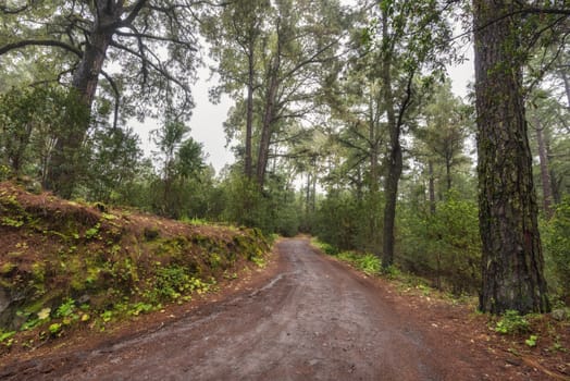 Beautiful foggy forest in Arenas Negras, Tenerife, Canary islands, Spain.