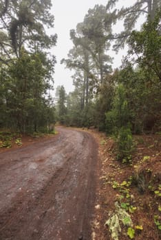 Beautiful foggy forest in Arenas Negras, Tenerife, Canary islands, Spain.