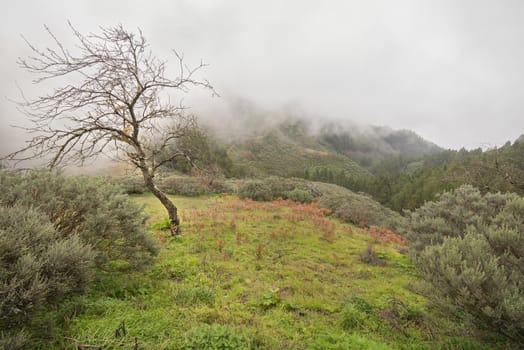 Lonely tree and misty forest in the background in Gran Canaria, Spain.