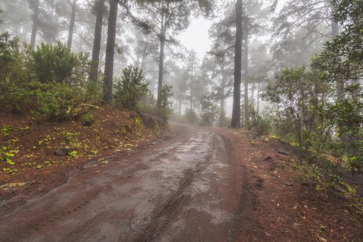 Beautiful foggy forest in Arenas Negras, Tenerife, Canary islands, Spain.