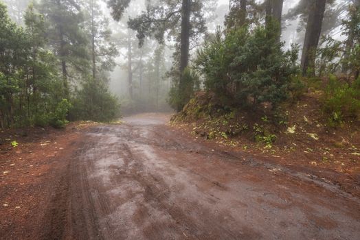 Beautiful foggy forest in Arenas Negras, Tenerife, Canary islands, Spain.