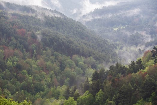 Autumn misty forest in La Rioja, Spain.