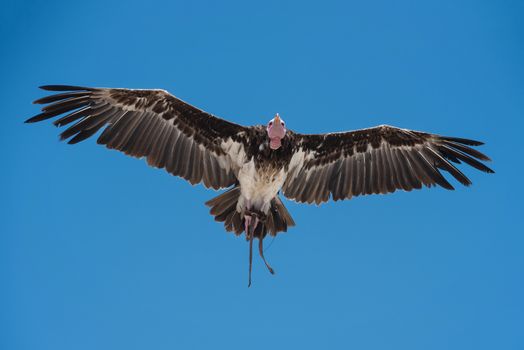 Vulture in Bird show exhibition