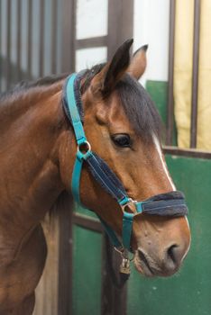 Brown horse portrait in the stable