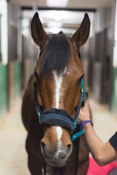 Brown horse portrait in the stable