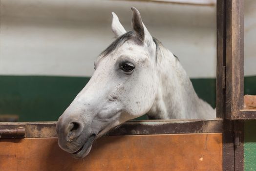 White horse portrait in the stable