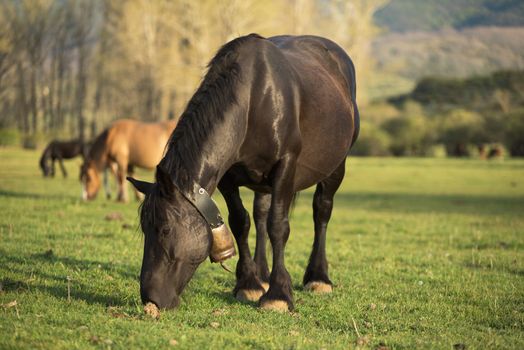 Horse on the meadow