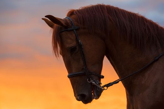 Horse portrait silhouette at sunset