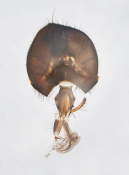 Microscopic photography. House fly mouthpart and head.