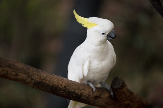 Sulphur crested cockatoo 