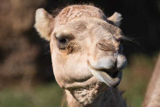 Close up portrait of a Camel