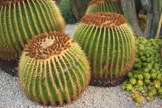 Cactus garden