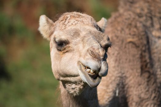 Close up portrait of a Camel