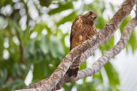 Kestrel in natural environment.