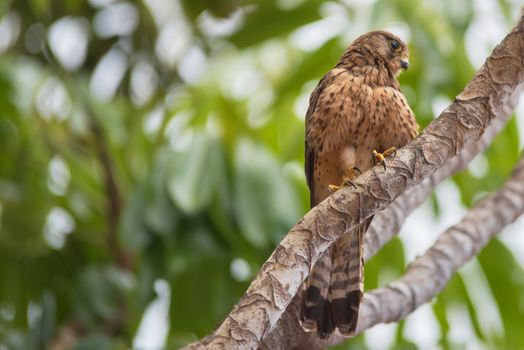 Kestrel in natural environment.