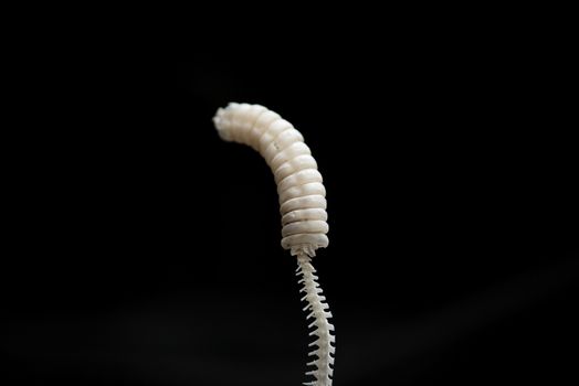 Bones of the tail of a rattlesnake on black isolated background