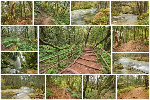 Beutiful set collage of rainforest pictures.