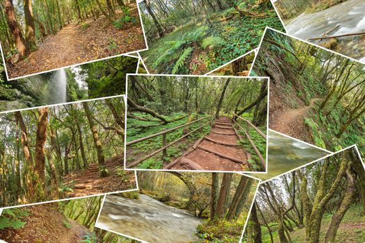 Beutiful pile collage of rainforest pictures. Version 3.