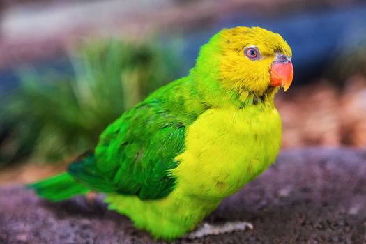 Closeup of a rainbow lorikeet with a dark background.