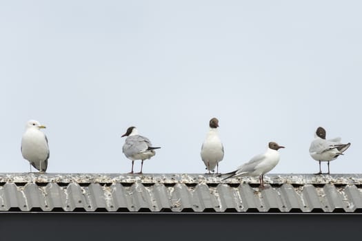Common gull and Black-headed gulls on roof.
