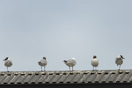 Five Black-headed gulls standing on roof with a blue sky.
