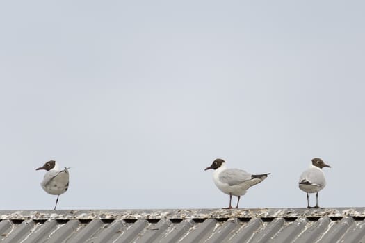 Three Black-headed gulls standing on roof with a blue sky.