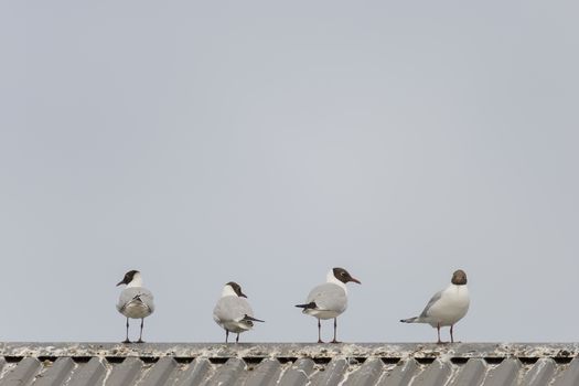 Four Black-headed gulls standing on roof with a blue sky.
