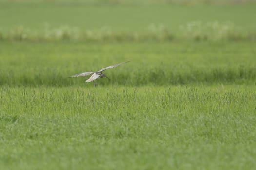 Eurasian Curlew Flying over green field.
