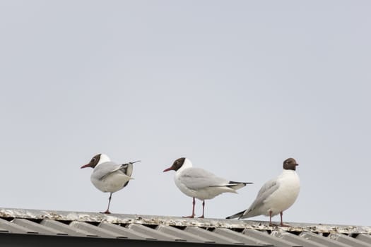 Three Black-headed gulls standing on roof with a blue sky.