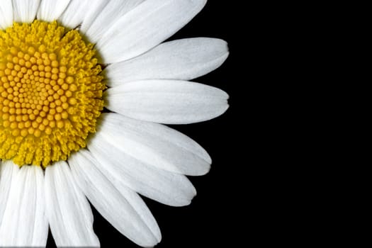 Ox-eye Daisy Flower close up on black background.