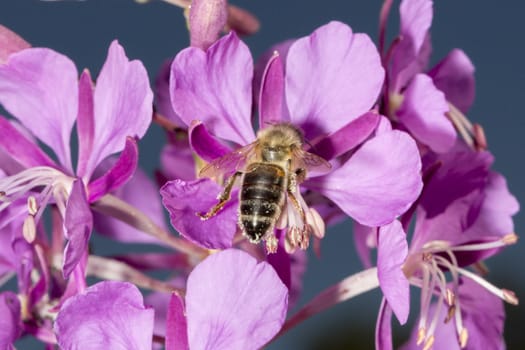 Bee Drinking nectar from Fireweed close up.
