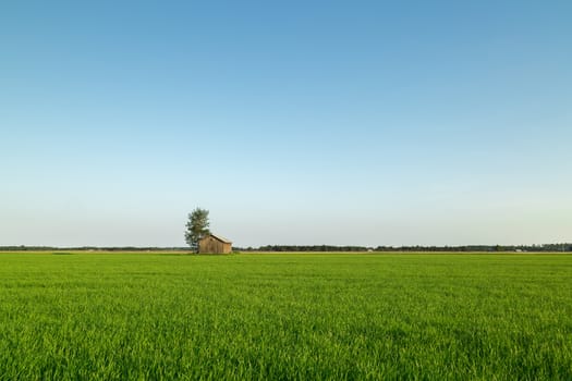 Barn in Farmfield by Tree with a blue sky.