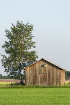 Barn in Farmfield by Tree with a blue sky.