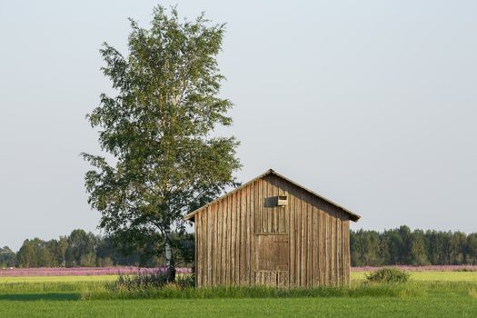 Barn in Farmfield by Tree with a blue sky.