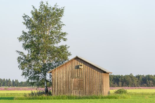 Barn in Farmfield by Tree with a blue sky.