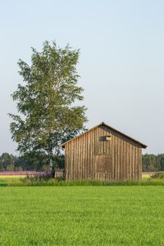 Barn in Farmfield by Tree with a blue sky.