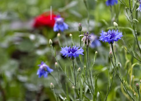 flowering cornflowers in the rain on a natural blurred background, visible traces of flying drops
