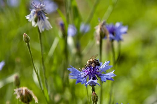 bee collects nectar from a flowering cornflower, soft focus