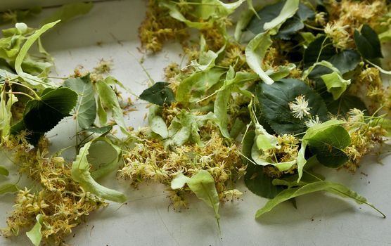 Linden flowers are dried on the windowsill to brew lime tea