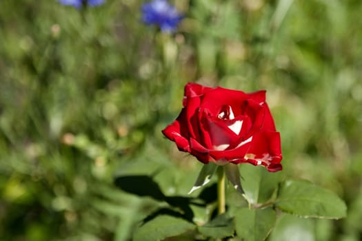 blooming red rose on blurred nature background