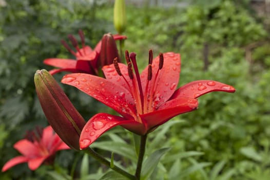 red Lily with raindrops on the petals on a cloudy day, narrow focus area