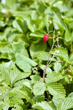 garden strawberry ripens on a bed on a bright Sunny day