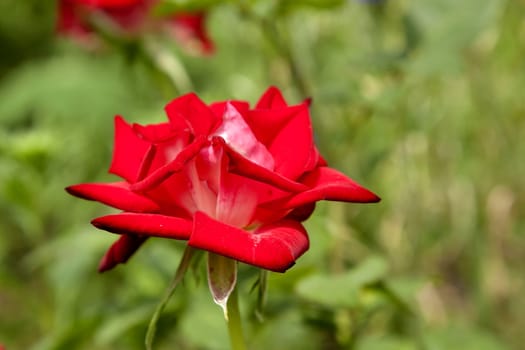 blooming red rose on blurred nature background