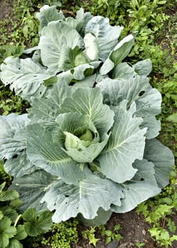 white cabbage grows in the garden and begins to curl up in the head