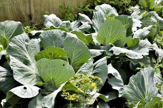 white cabbage grows in the garden and begins to curl up in the head